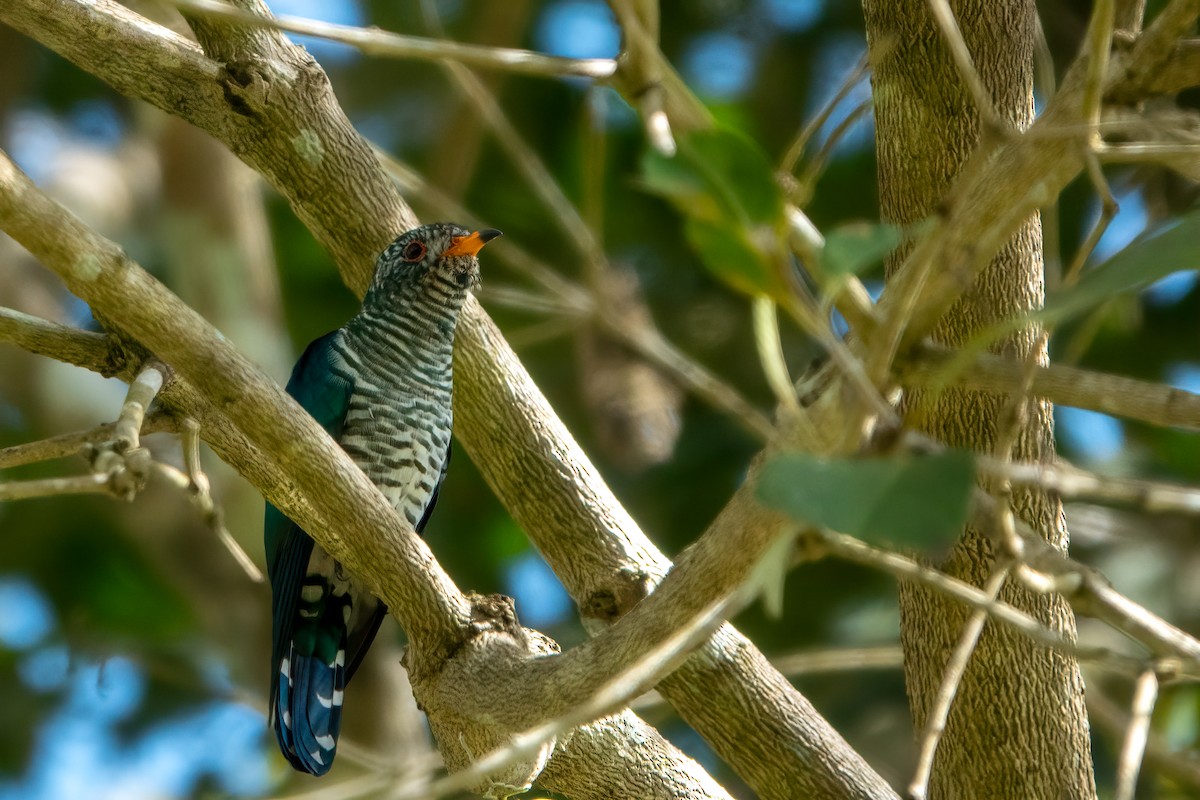 Дідрик смарагдовий - ML643649620