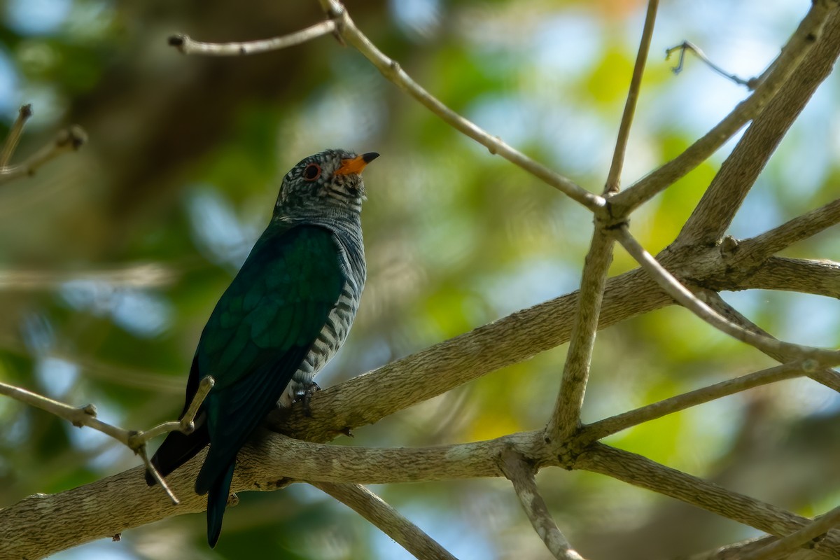 Дідрик смарагдовий - ML643649621