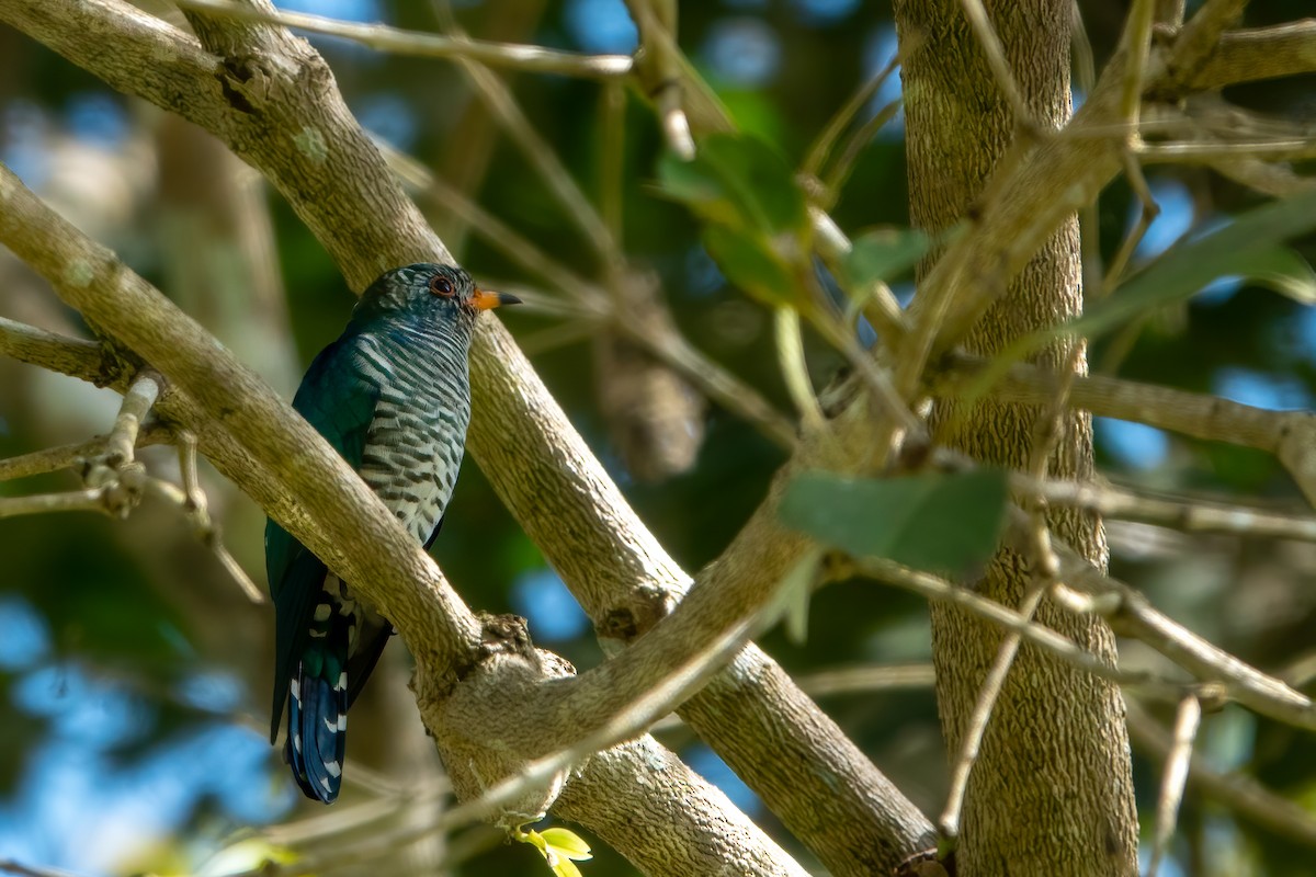 Дідрик смарагдовий - ML643649622