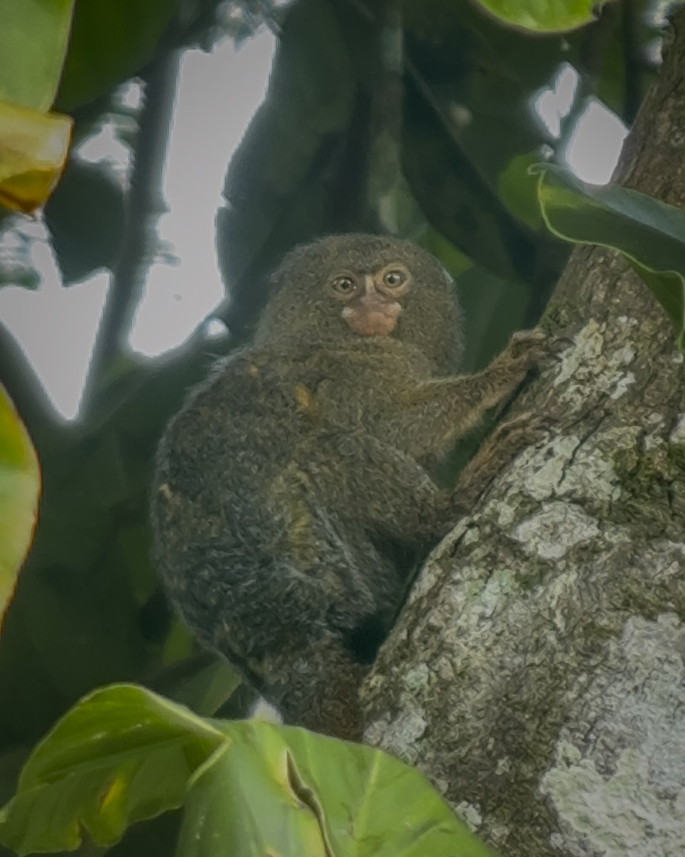 Pygmy marmosets - ML643649658