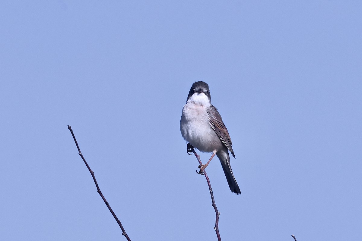סבכי קוצים - ML643649669