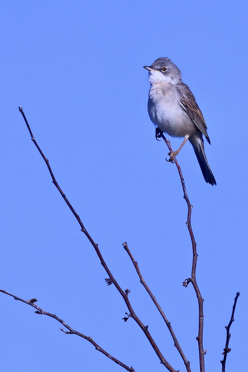סבכי קוצים - ML643649671