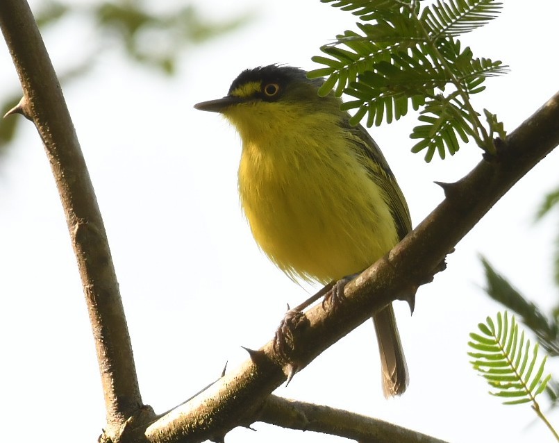 Gray-headed Tody-Flycatcher - ML643649674