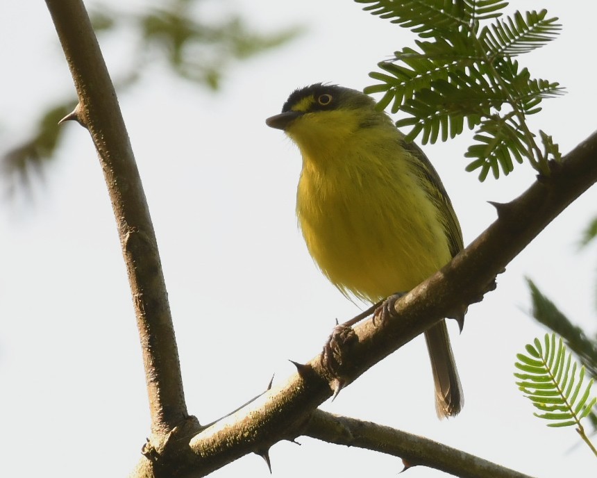 Gray-headed Tody-Flycatcher - ML643649675