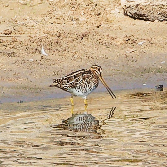 Common Snipe - ML643649677