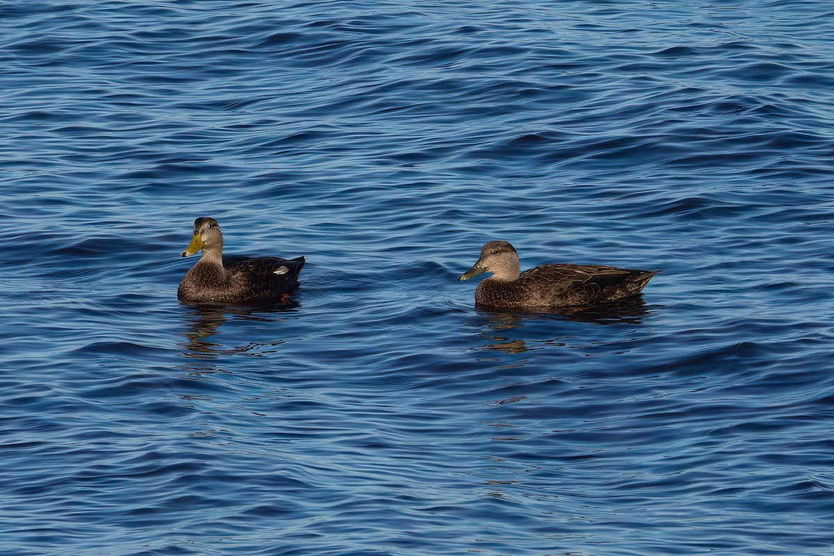 American Black Duck - ML643649679