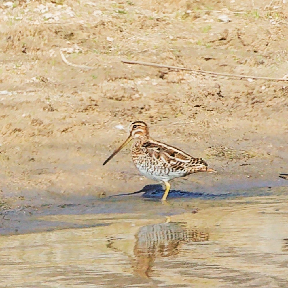 Common Snipe - ML643649680