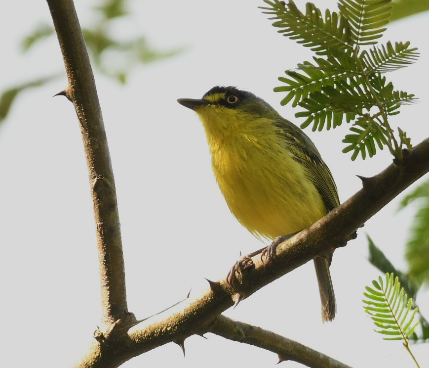 Gray-headed Tody-Flycatcher - ML643649682