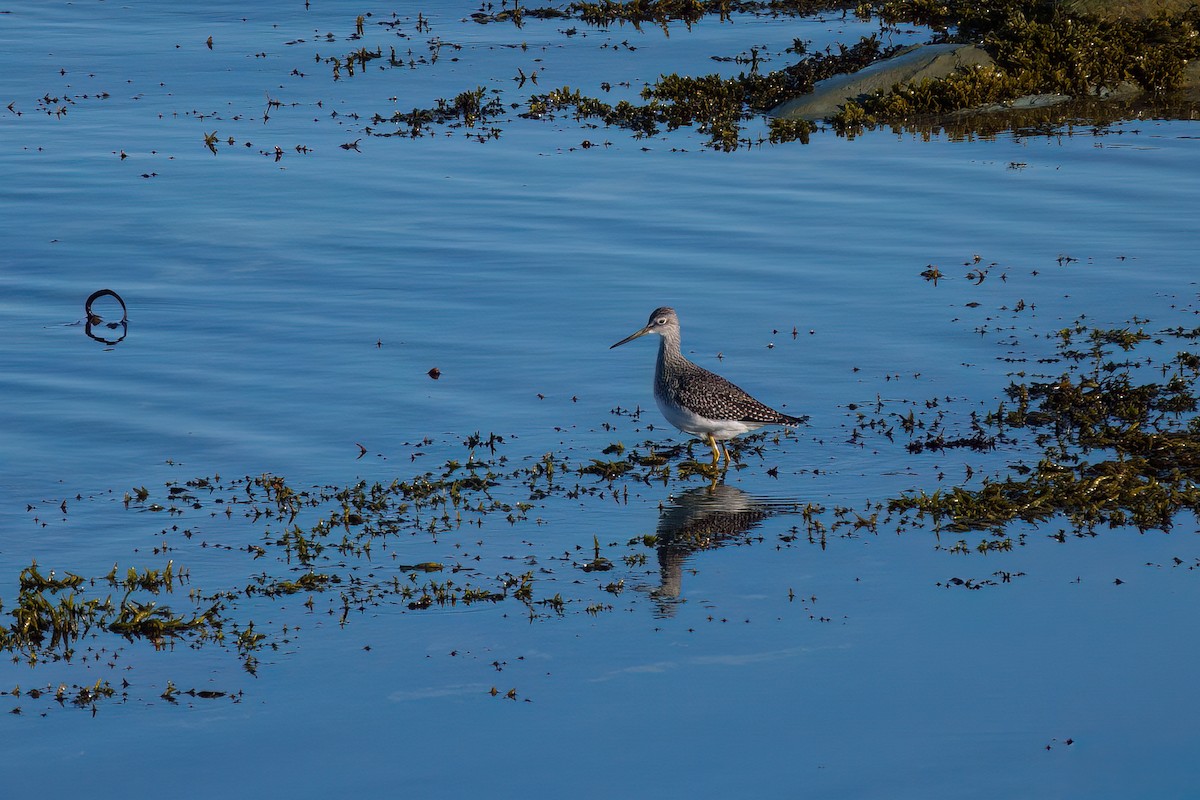Greater Yellowlegs - ML643649685