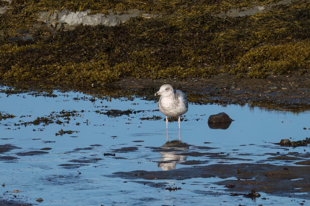 American Herring Gull - ML643649689
