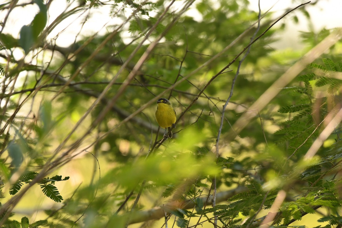 Gray-headed Tody-Flycatcher - ML643649690