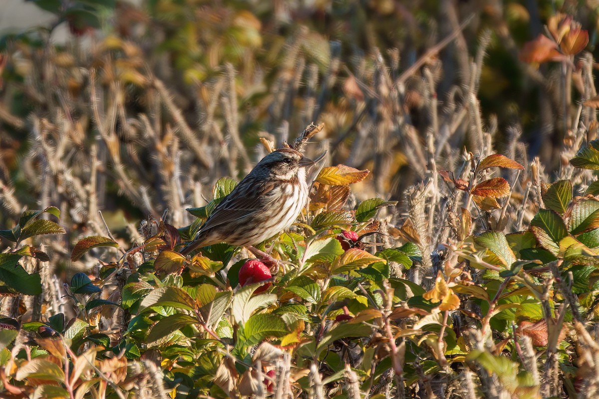 Song Sparrow - ML643649697