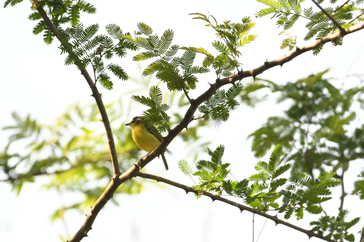 Gray-headed Tody-Flycatcher - ML643649698