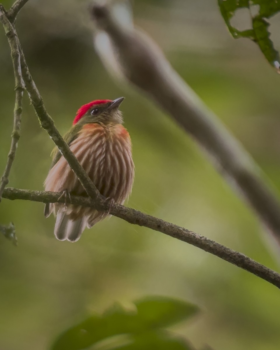 Striolated Manakin - ML643649728
