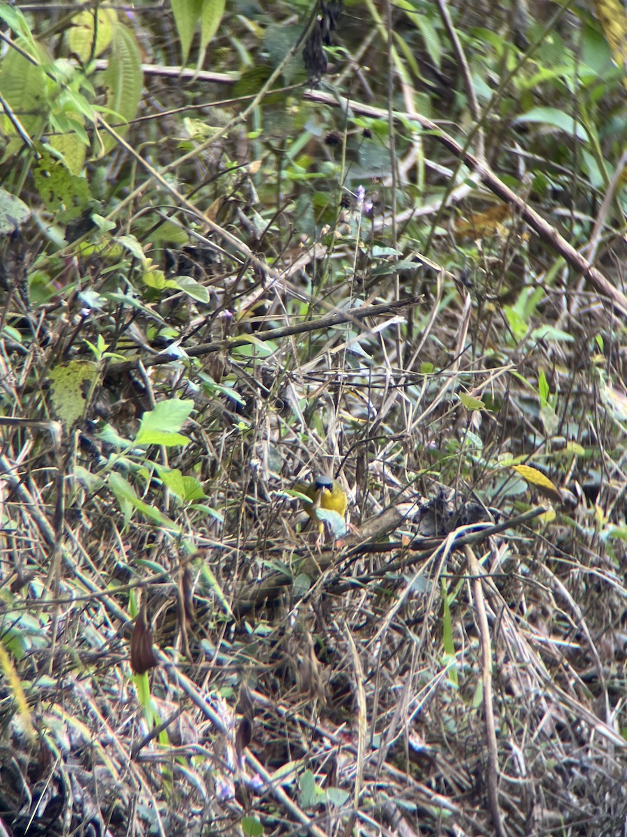 Black-lored Yellowthroat - ML643649744