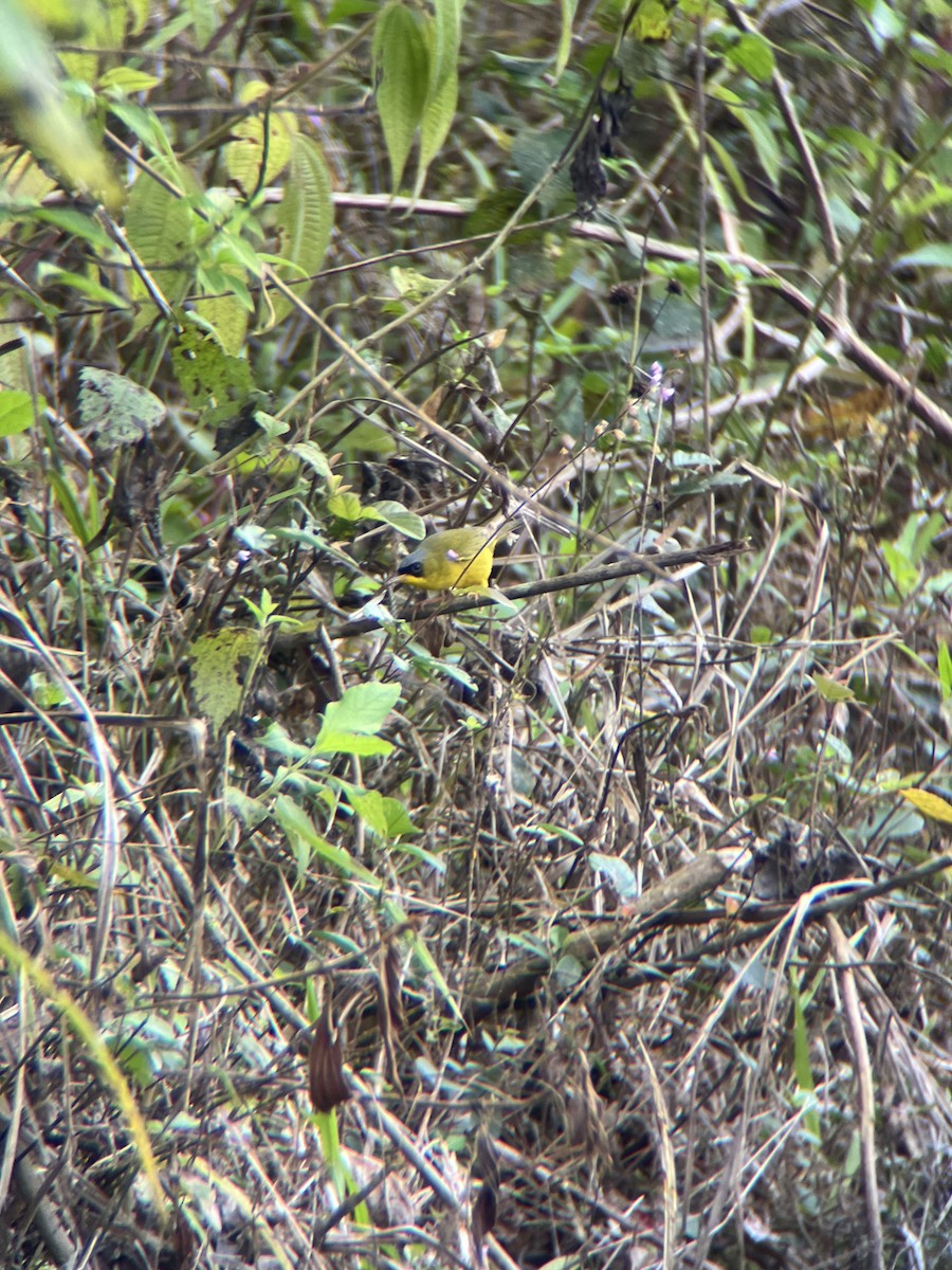 Black-lored Yellowthroat - ML643649745