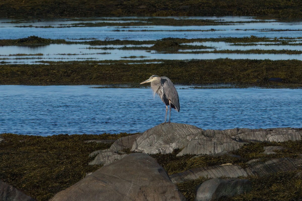 Great Blue Heron - ML643649746