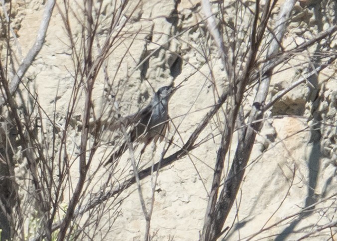 California Gnatcatcher - ML643649748