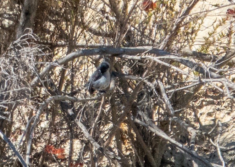California Gnatcatcher - ML643649749