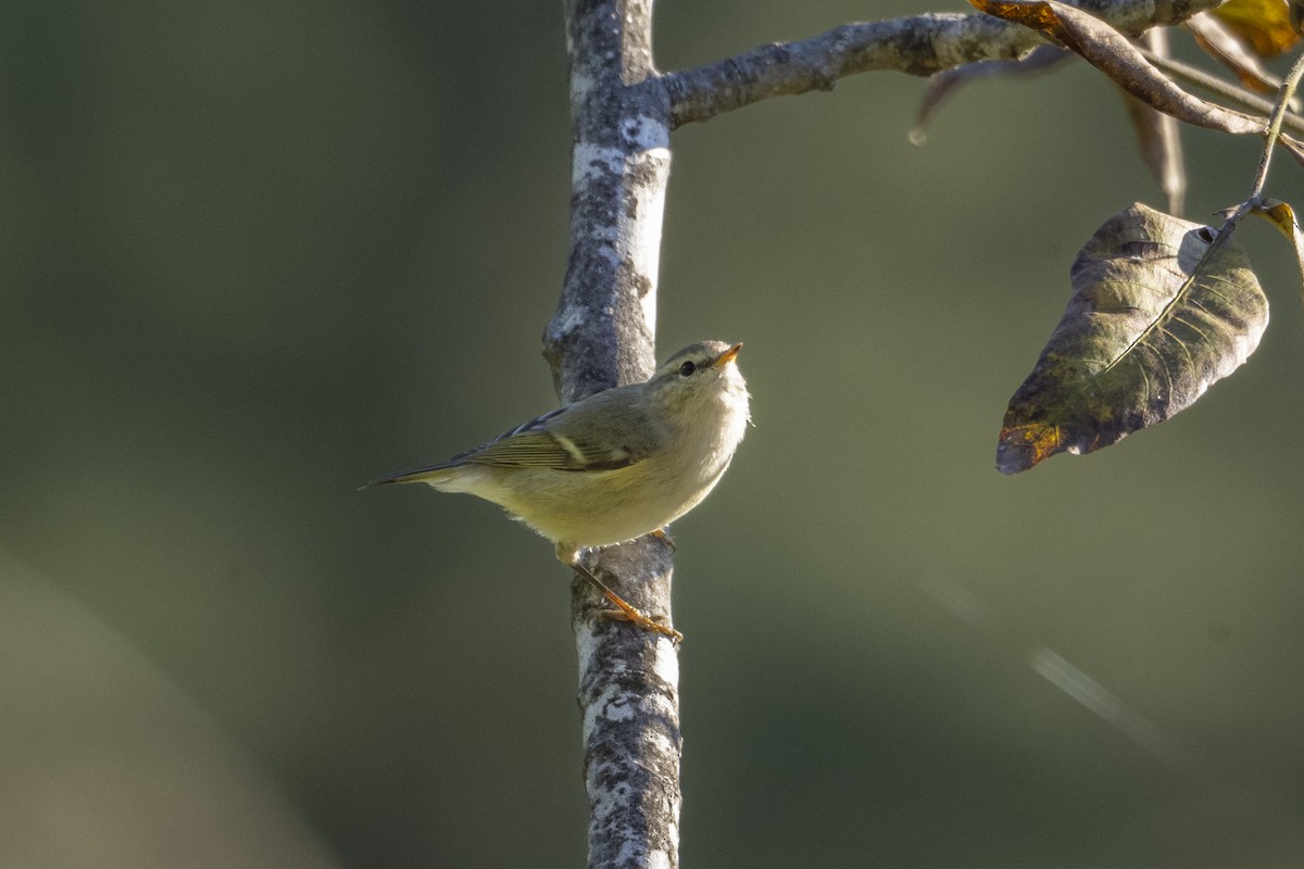 Hume's Warbler - ML643649815