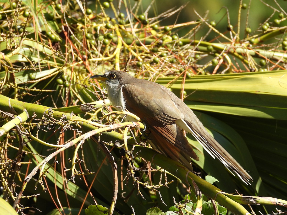 Yellow-billed Cuckoo - ML643649825