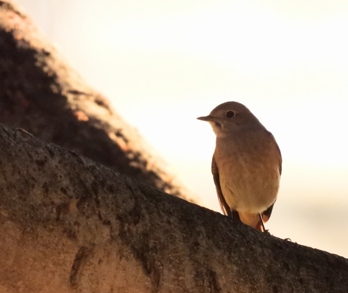 Rougequeue à front blanc - ML643649828