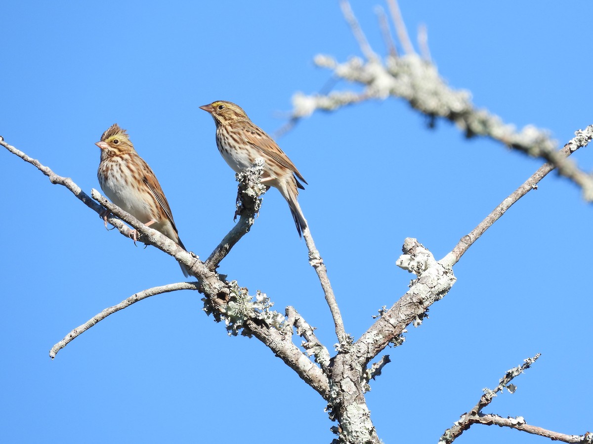 Savannah Sparrow - ML643649840