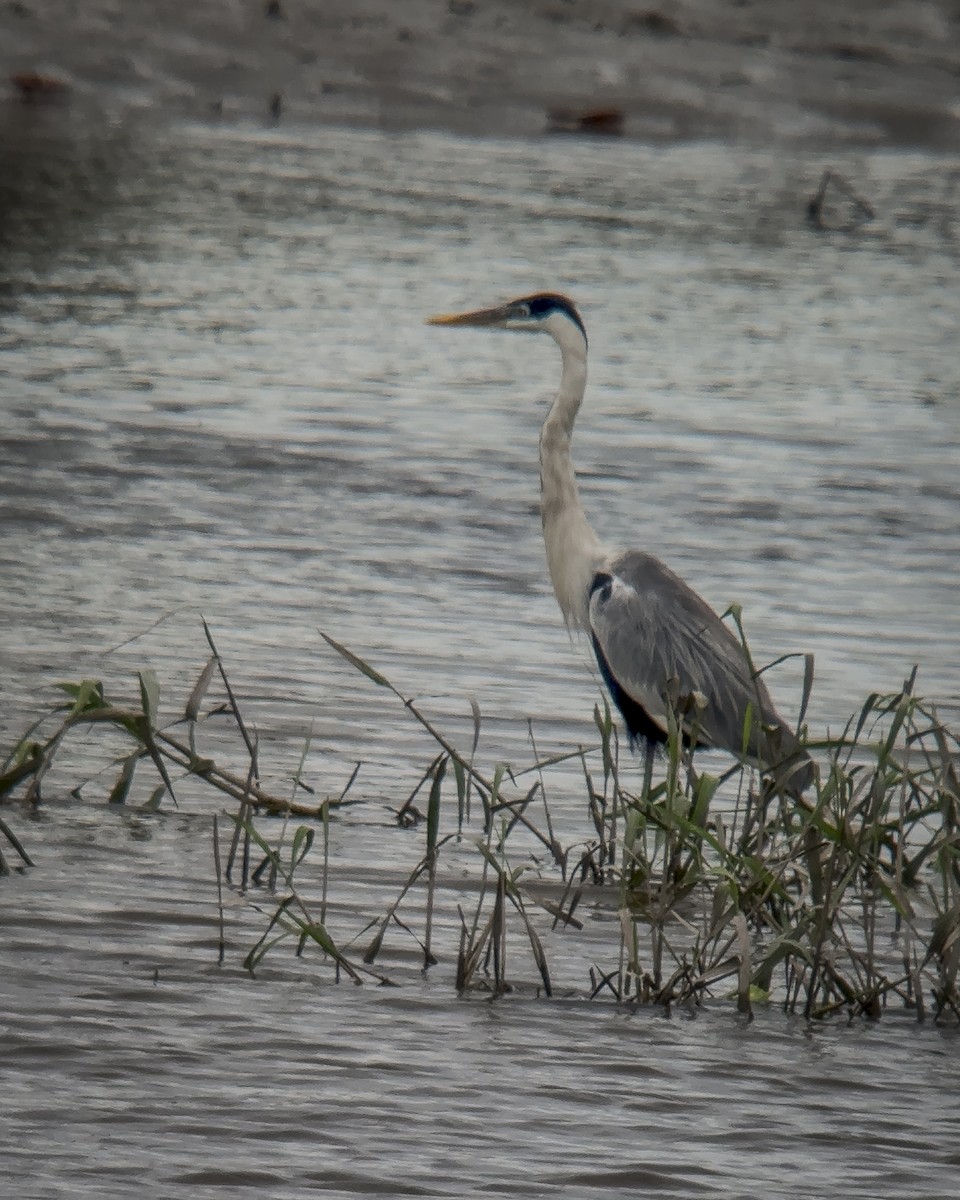 Cocoi Heron - ML643649847