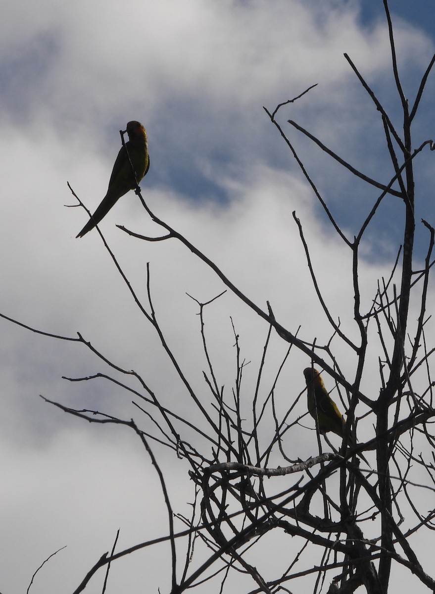 Brown-throated Parakeet - ML643649849