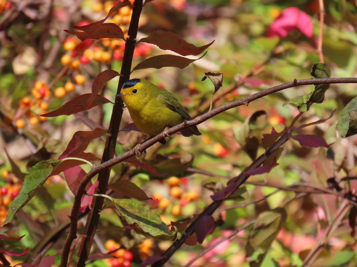 Wilson's Warbler - ML643649852