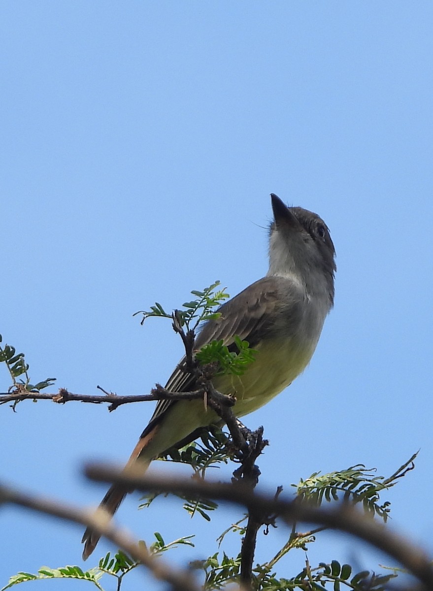 Brown-crested Flycatcher - ML643649867