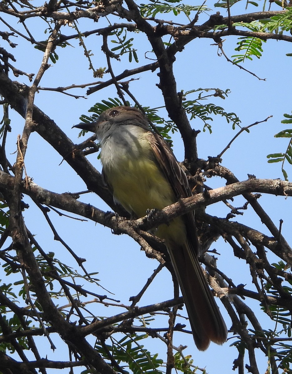 Brown-crested Flycatcher - ML643649868