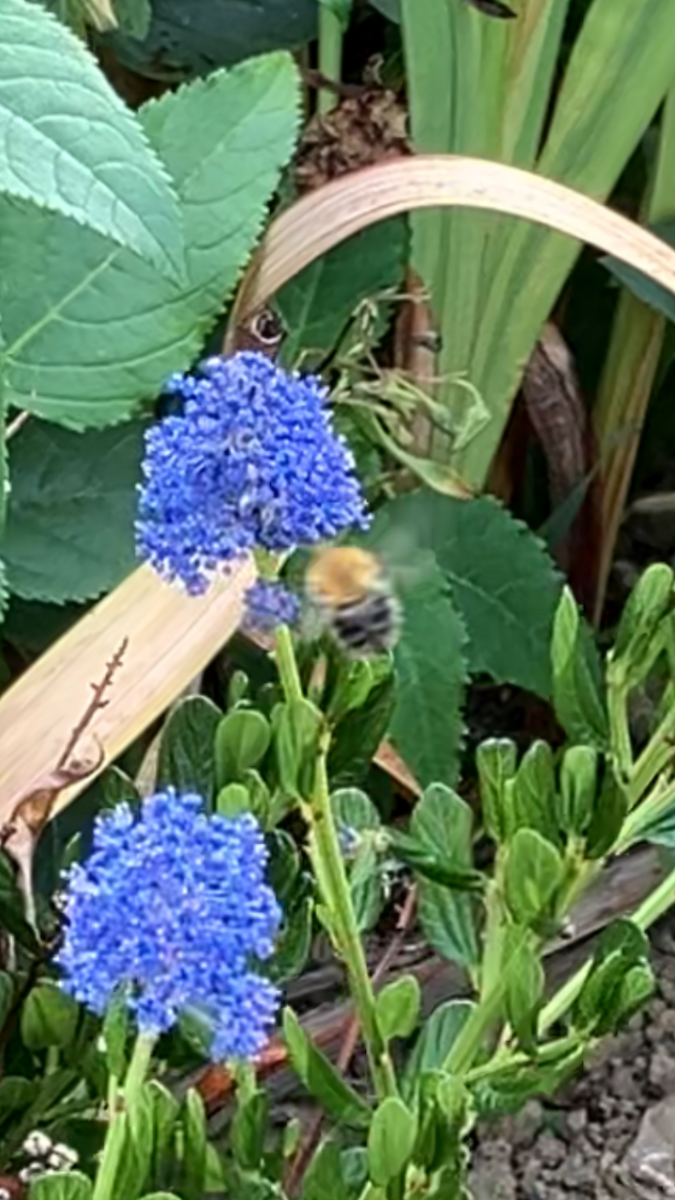 Common Carder Bumble Bee - ML643649871