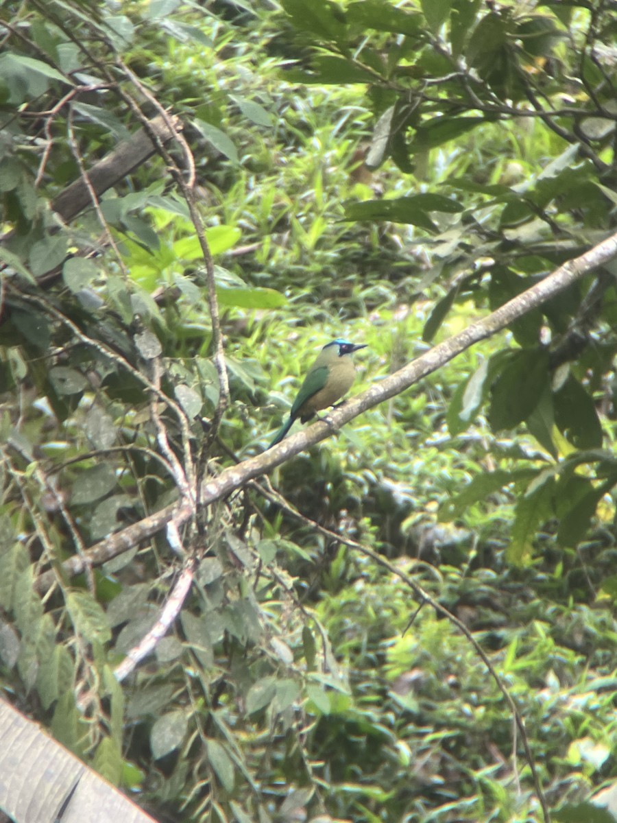 Whooping Motmot - ML643649872