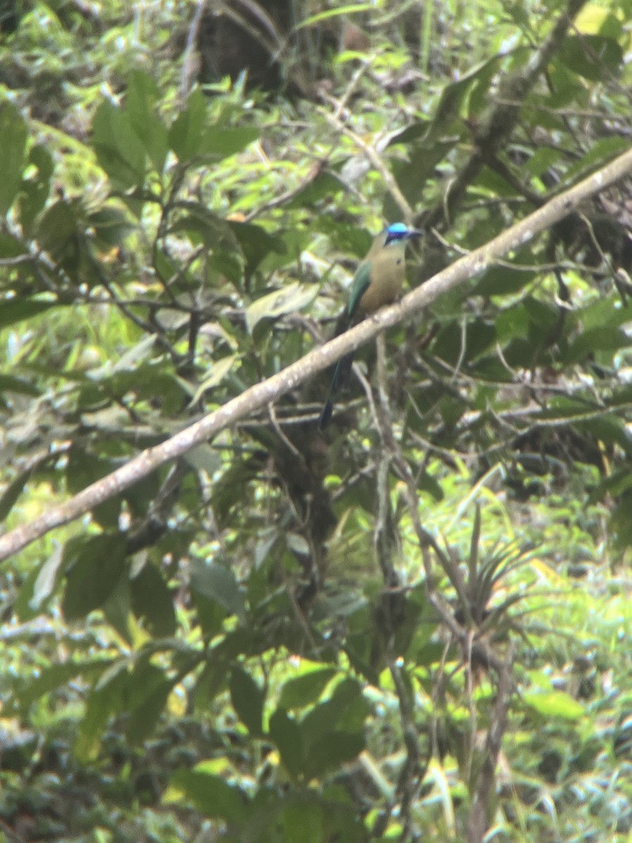 Whooping Motmot - ML643649873