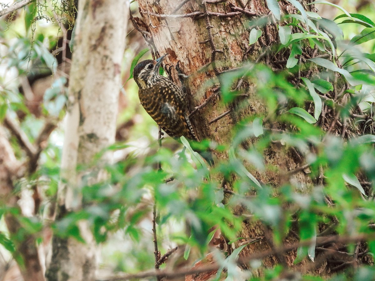 White-spotted Woodpecker - ML643649879