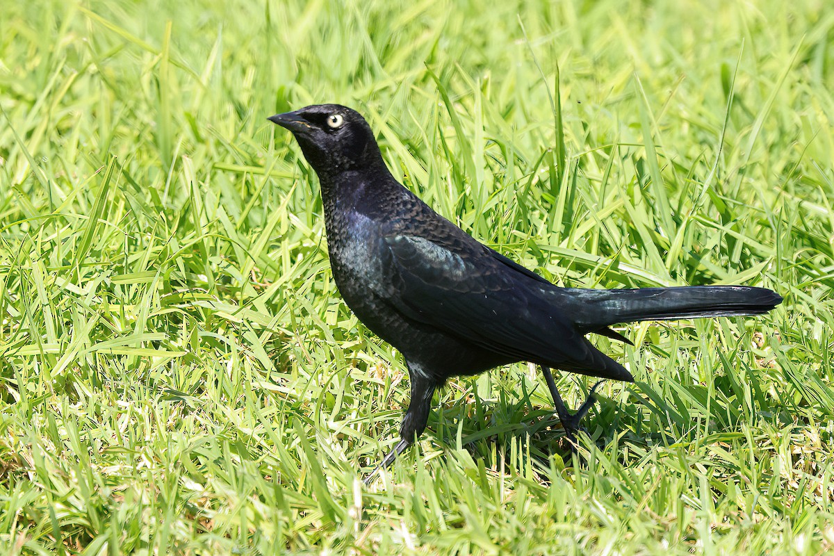 Brewer's Blackbird - ML643649885