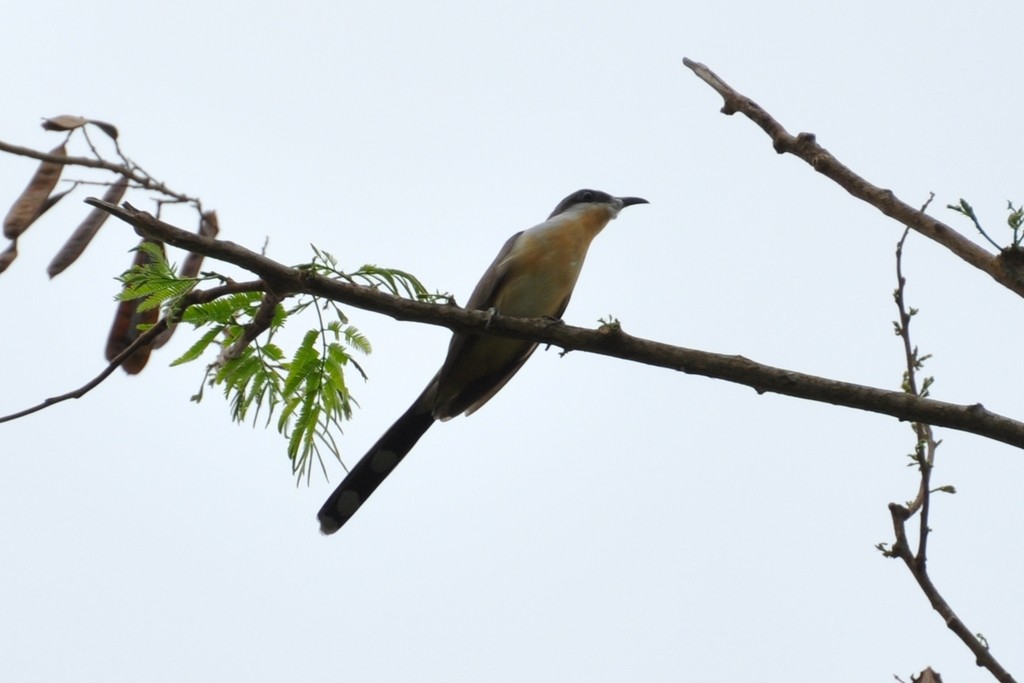 Dark-billed Cuckoo - ML643649896