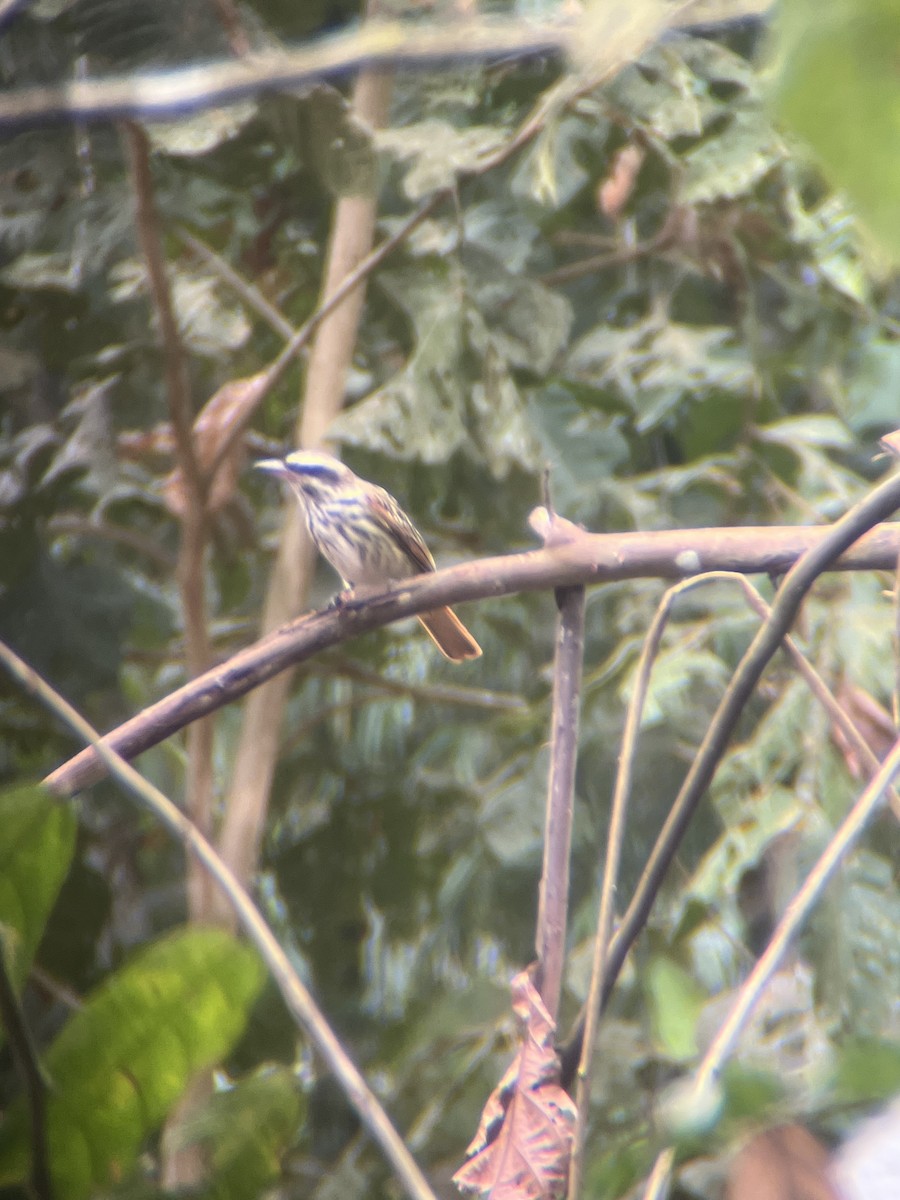 Streaked Flycatcher - ML643649913