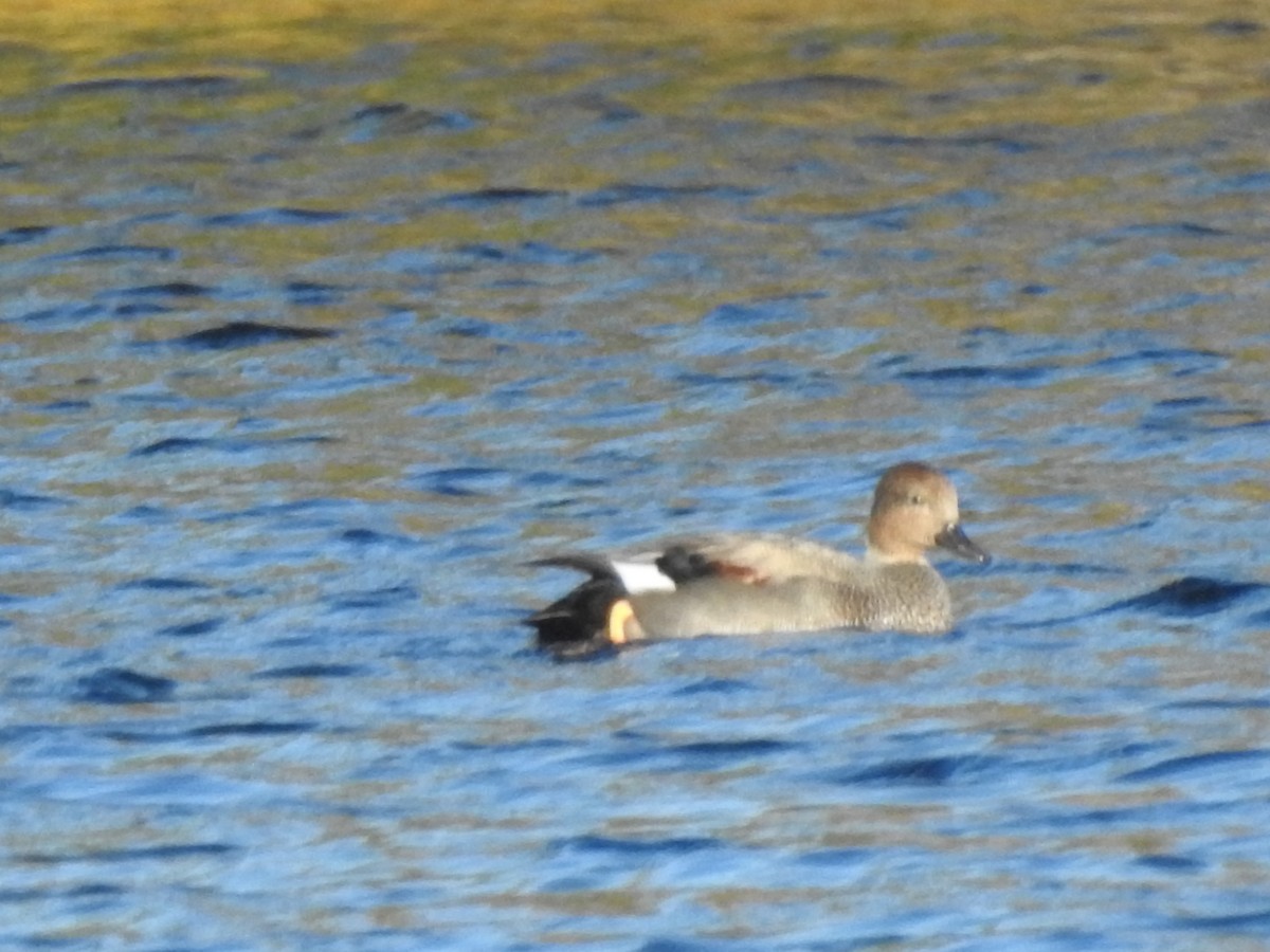 Бор нугас - ML643649936