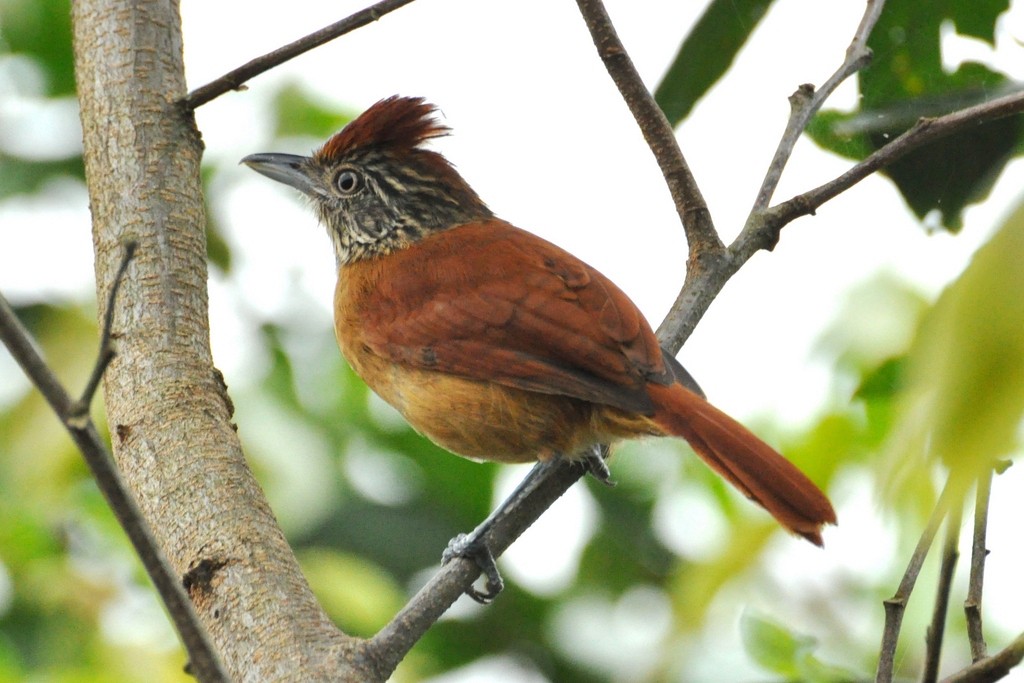Barred Antshrike - ML643649940