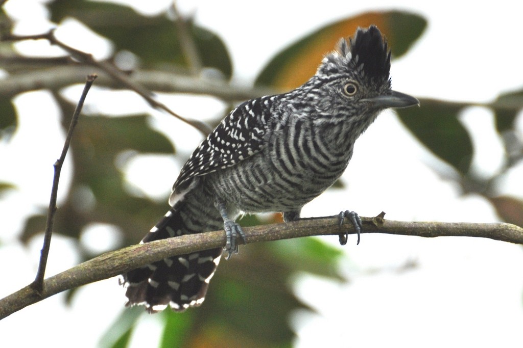 Barred Antshrike - ML643649941