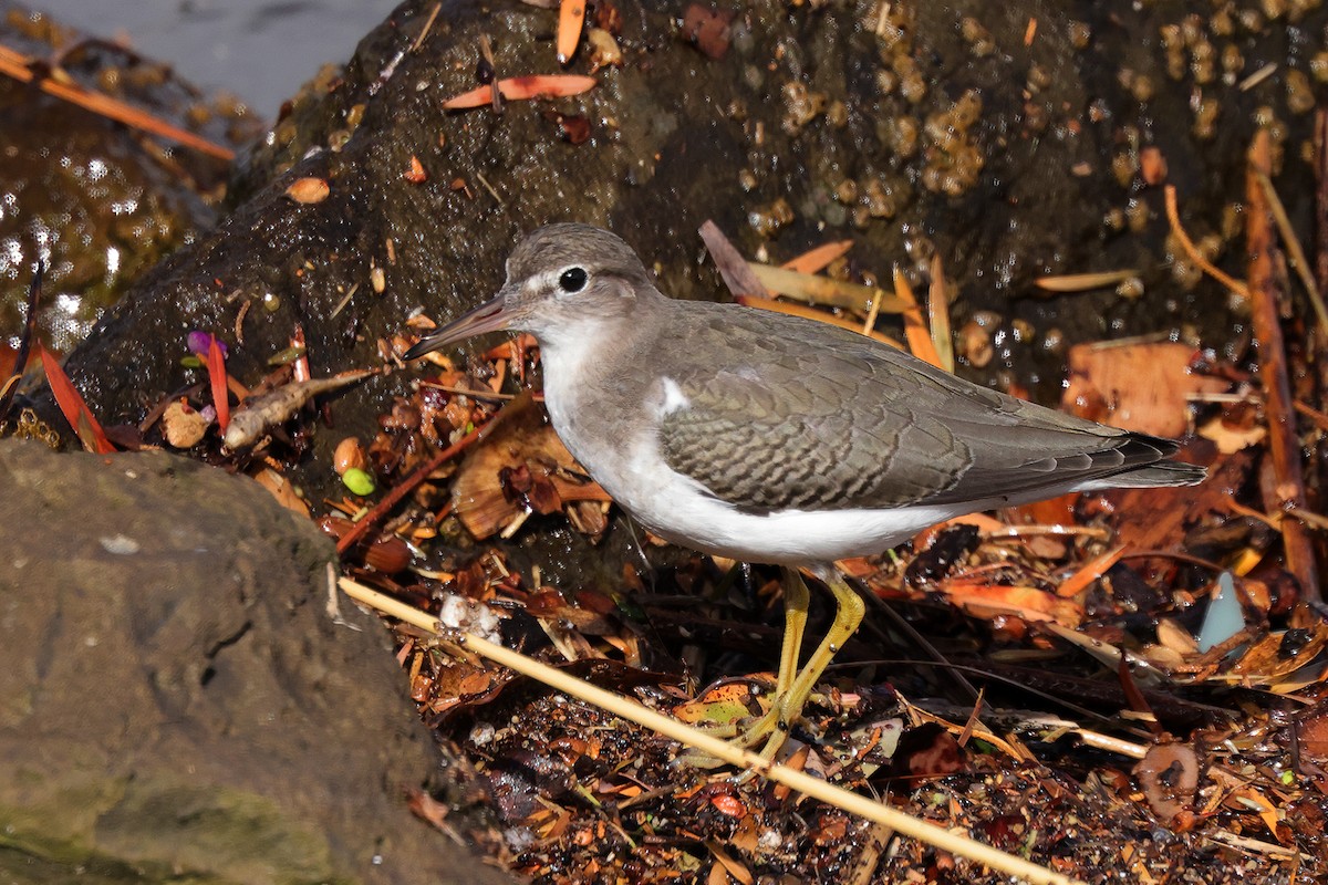Spotted Sandpiper - ML643649943
