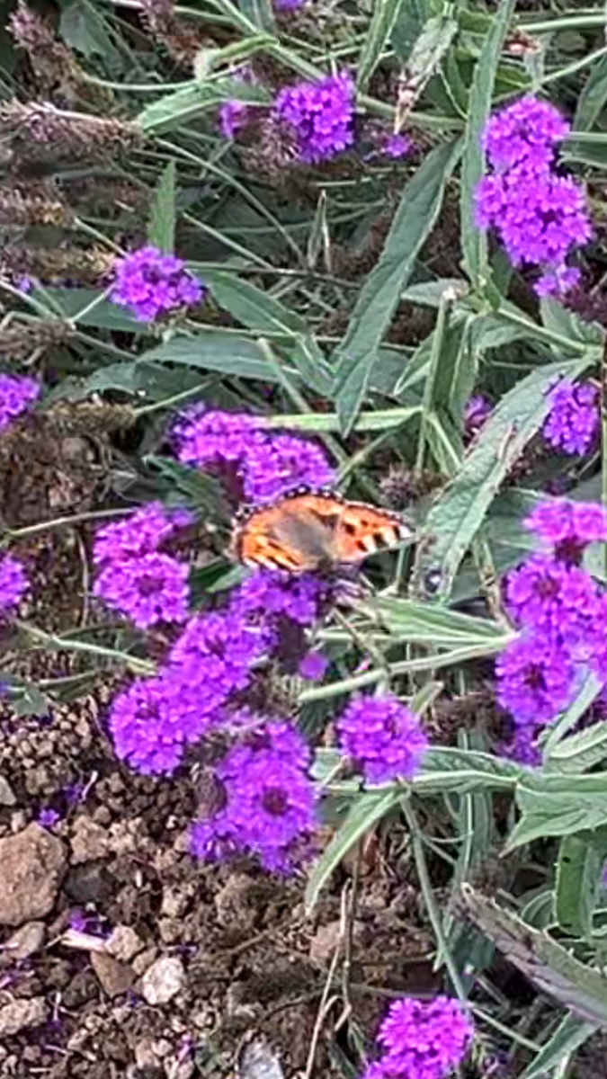 Small Tortoiseshell - ML643649944