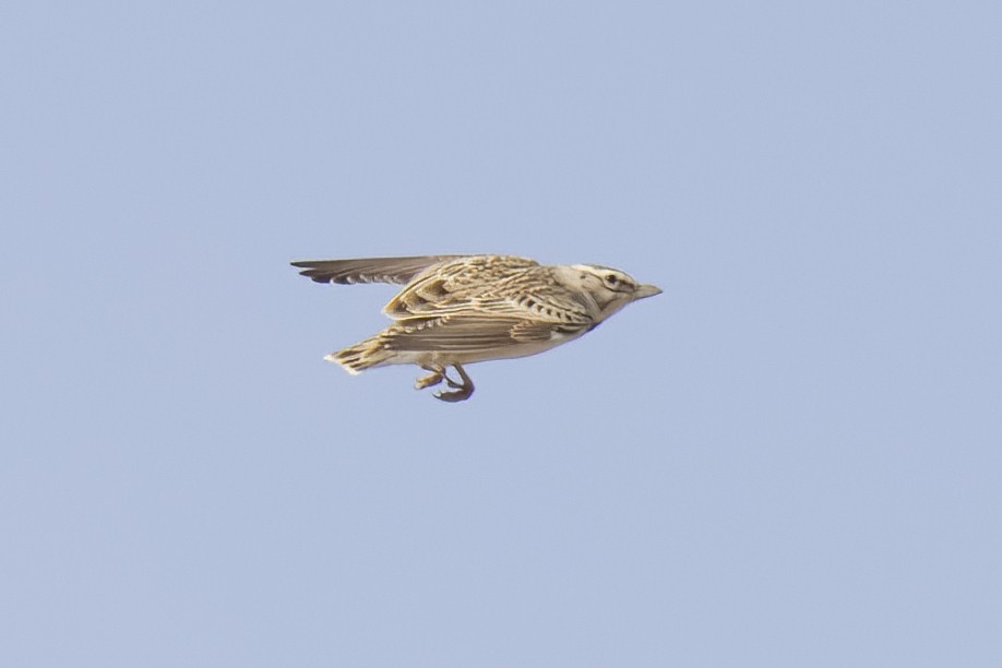 Alouette monticole - ML643649948