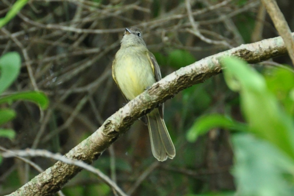 Greenish Elaenia - ML643649960