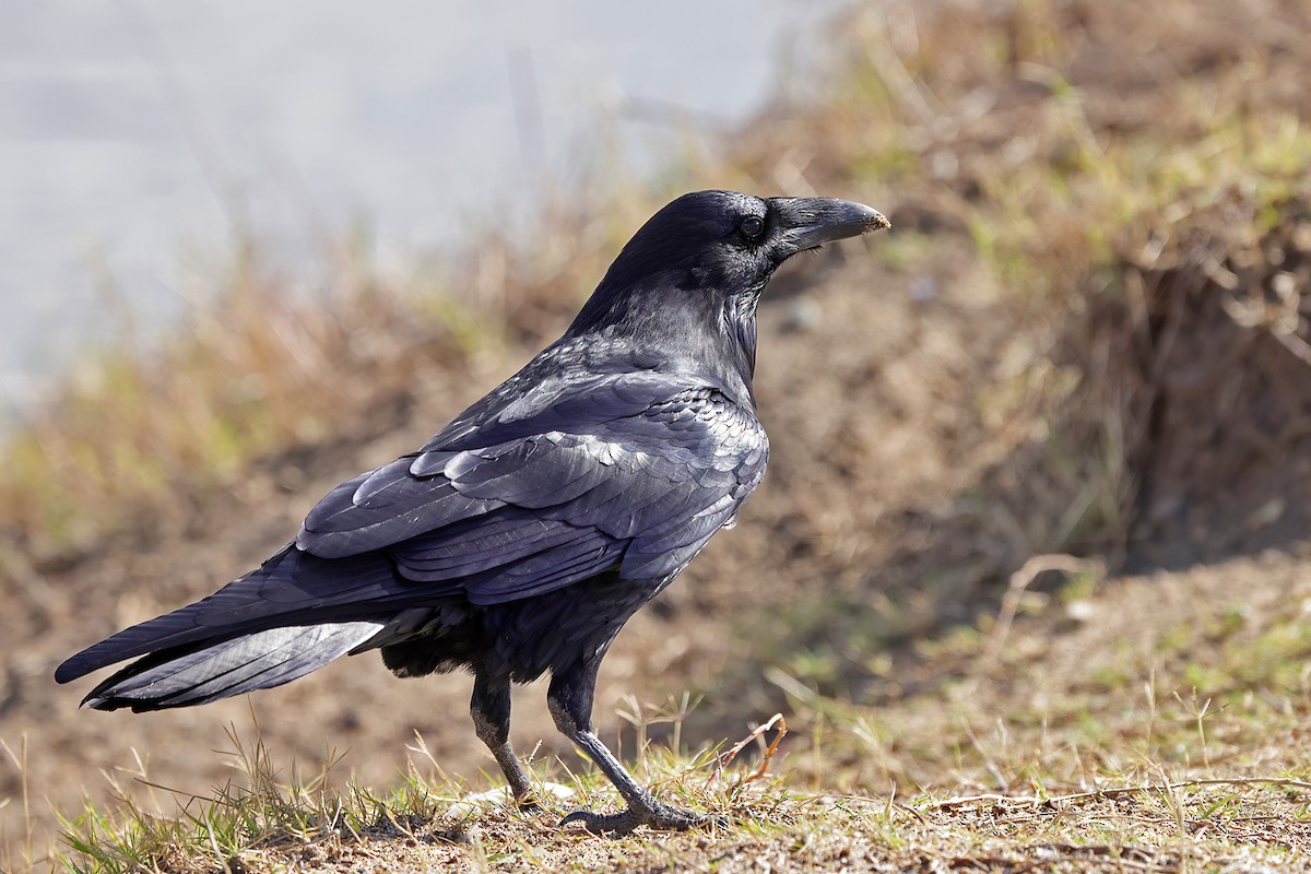 Common Raven - ML643649964