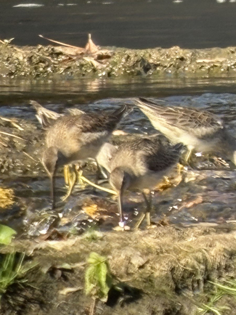 Long-billed Dowitcher - ML643649978