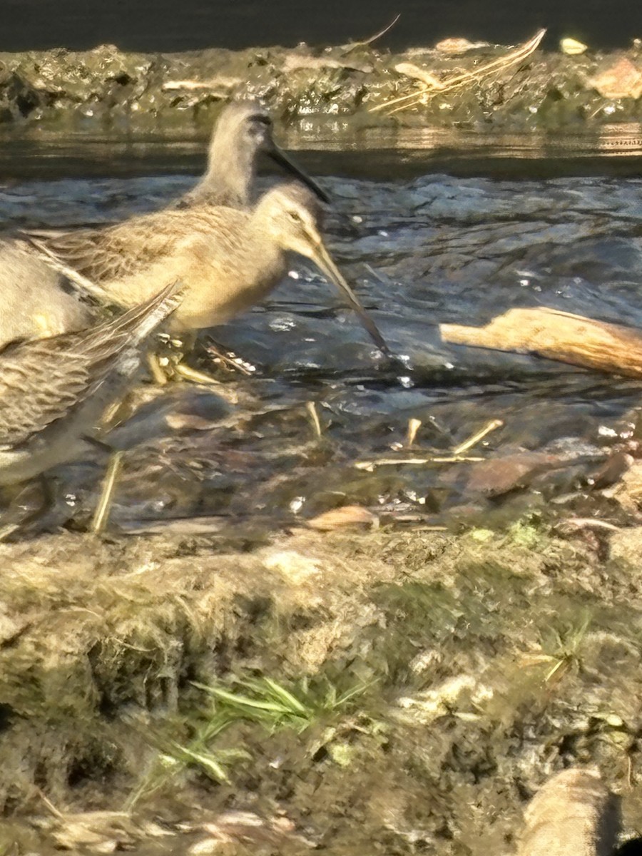 Long-billed Dowitcher - ML643649979