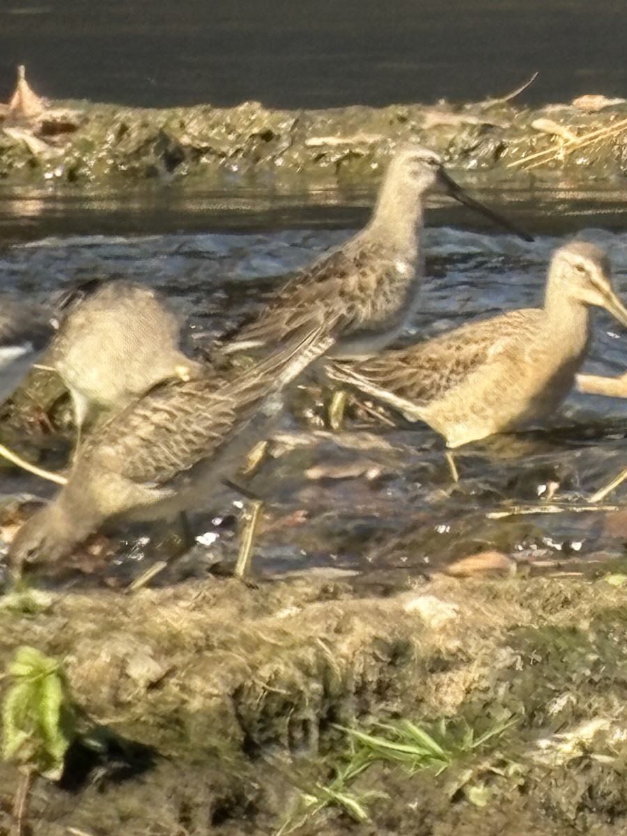 Long-billed Dowitcher - ML643649980